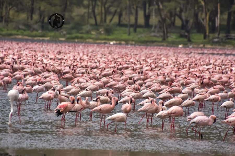 Lakes Nakuru& Naivasha National Park Wildlife Highlights - Lunch at the lodge: budget it and keep your energy up