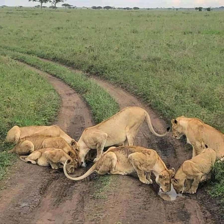 Lakes Nakuru& Naivasha National Park Wildlife Highlights - Leaving Nakuru for Naivasha: what the schedule really means