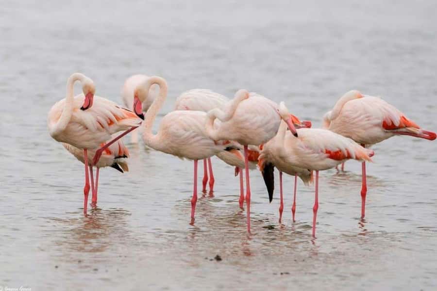 Lakes Nakuru& Naivasha National Park Wildlife Highlights - Lake Naivasha boat ride: hippos, birds, and eagle feeding