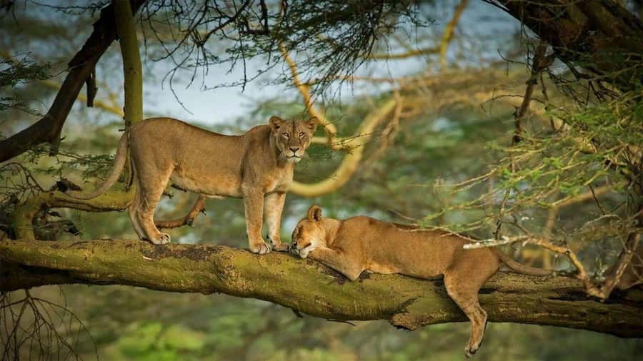 Lakes Nakuru& Naivasha National Park Wildlife Highlights - Guide quality and comfort on a long wildlife day