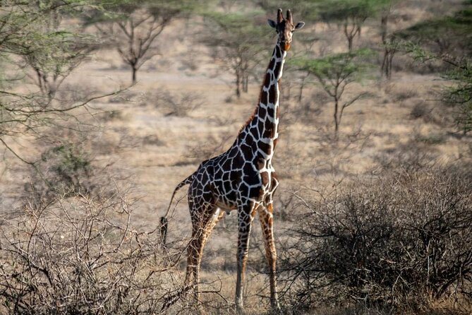 Maasai Mara 3 Day Guided Tour - Rift Valley to Maasai Mara: what the trip is really like