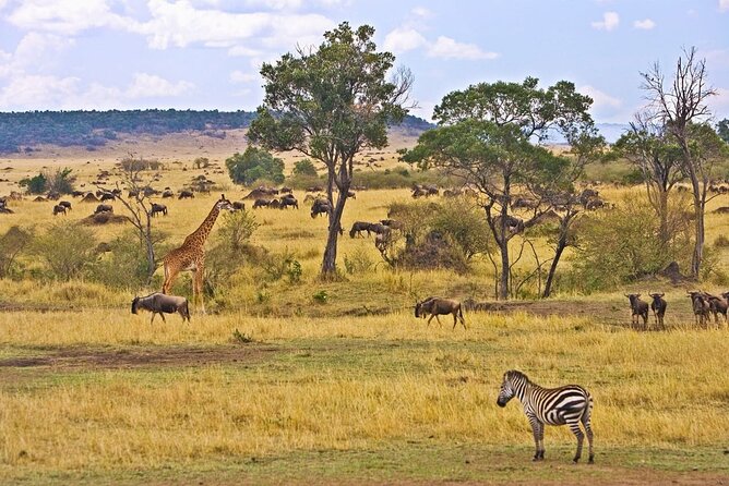 Maasai Mara 3 Day Guided Tour - Price and logistics: is $768 per person good value?