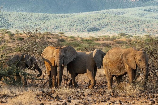 Maasai Mara 3 Day Guided Tour - Meals, pacing, and what to expect from the camp rhythm