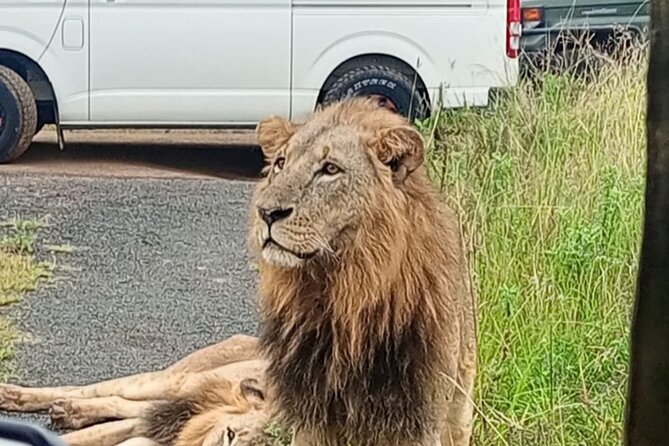 Maasai Mara Day Trip - What you can look for on the Mara game drive
