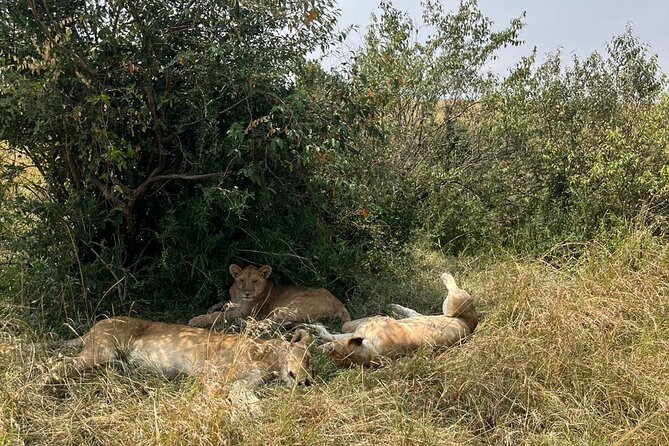 Maasai Mara Day Trip From Nairobi - Timing and Group Size: How to Think About the 10 Hours