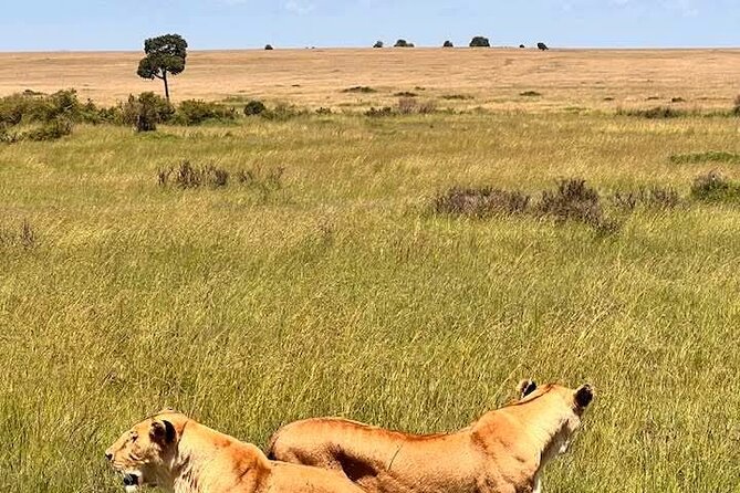 Maasai Mara Day Trip From Nairobi - Logistics That Affect Your Comfort: Pickup, Return, and What’s Included