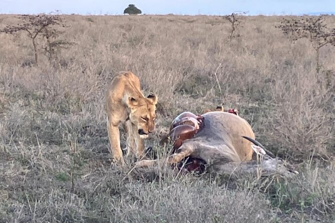 Maasai Mara Day Trip From Nairobi - The Game Drive at Maasai Mara National Reserve: What You’re Actually Paying For