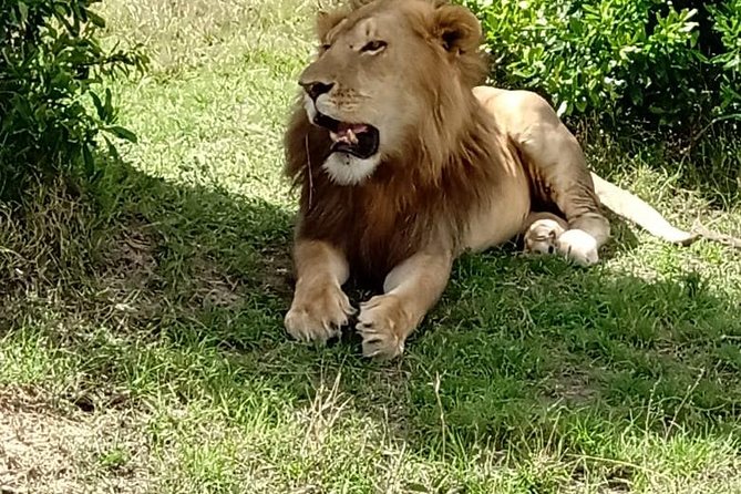 Maasai Mara Game Reserve - Price and Logistics: What $2,100 Gets You (and Why It Matters)