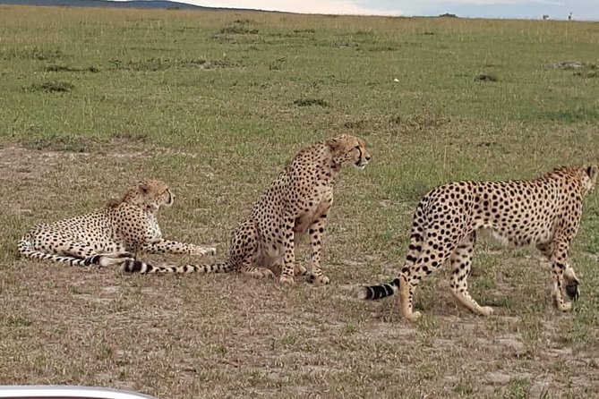 Maasai Mara Game Reserve - Big Five Chances: How to Think About What You See