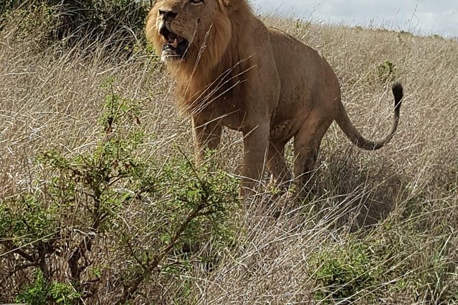 Maasai Mara Game Reserve - Guides, Pacing, and Safety: What Helps the Trip Feel Smooth
