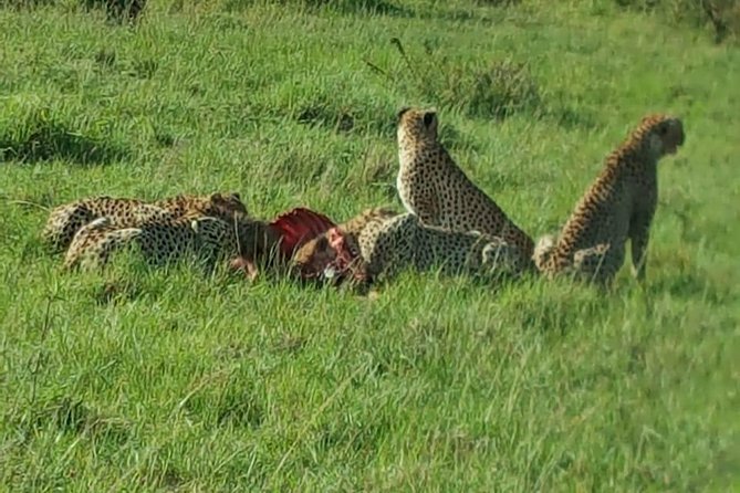 Maasai Mara Game Reserve - Tips That Make This Safari Easier on Your Body and Schedule