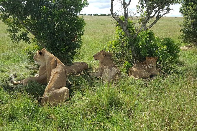 Maasai Mara Game Reserve - Day 1 From Nairobi to Maasai Mara: Rift Valley Views to Your First Safari Evening