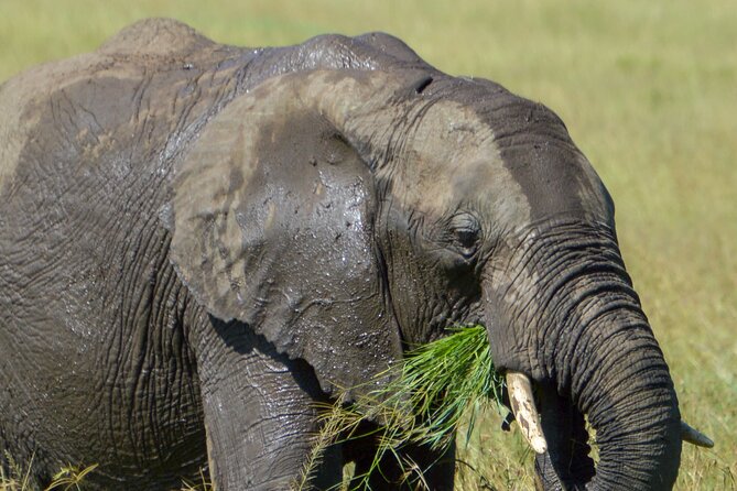 Maasai Mara National Reserve 3-day safari - Quick, Honest Highlights