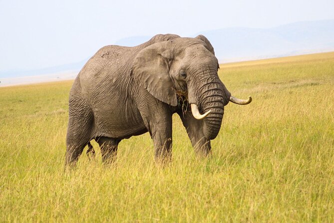Maasai Mara National Reserve 3-day safari - Why This Maasai Mara Safari Is So Worth Your Time