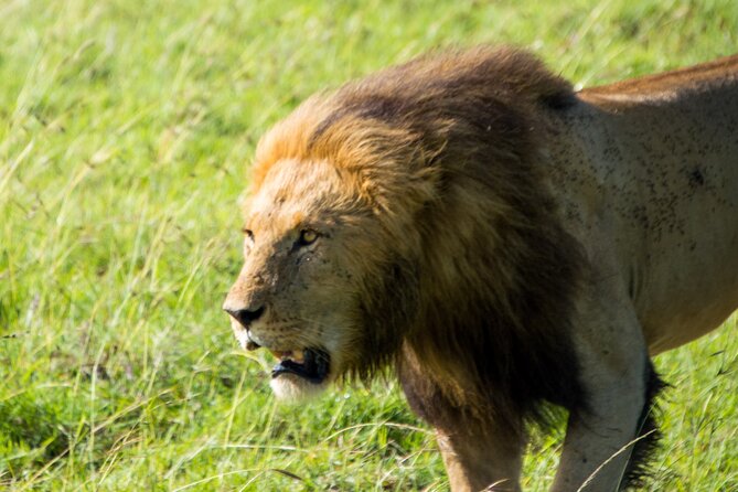 Maasai Mara National Reserve 3-day safari - Nairobi to Maasai Mara: The Mt. Longonot Viewpoint Stop Matters