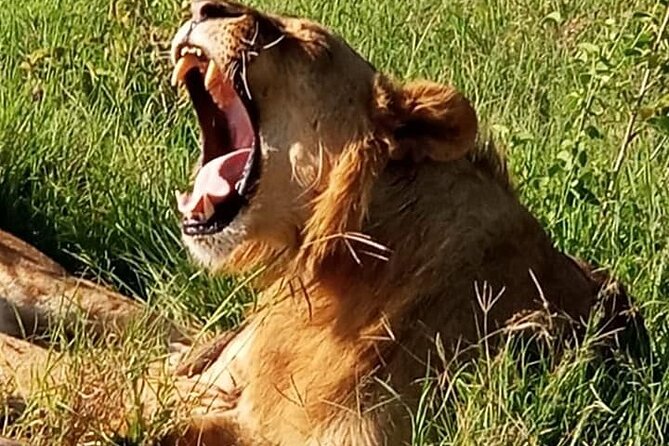 Maasai Mara National Reserve 3-day safari - Conservancy Time and Cultural Home Visits: More Than a Wildlife Photo Stop