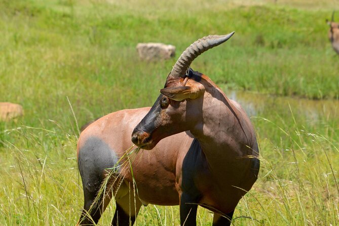 Maasai Mara National Reserve 3-day safari - Full-Day Game Drive: How You Get the Most from Maasai Mara