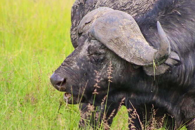 Maasai Mara National Reserve 3-day safari - Getting the Logistics Right: Meeting Point, Private Tour, and Group Discounts