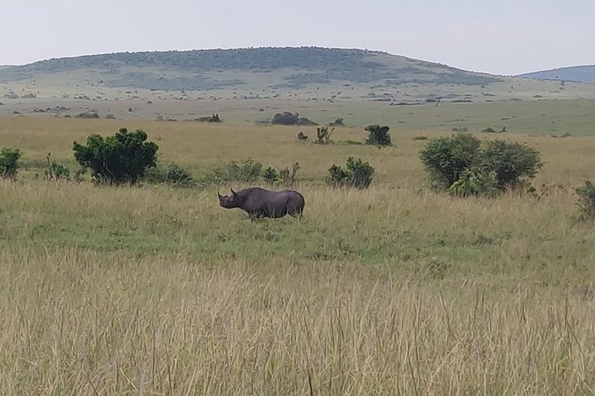 Maasai Mara Safari!! - Day 2: The Mara’s Full-Day Game Drive, Predators, and Picnic Lunches