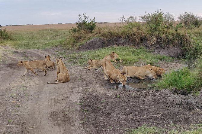 Maasai Mara Safari!! - Price and What You Actually Get for $543.59 Per Person