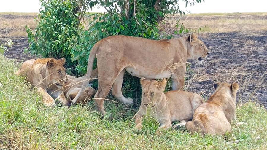 Masai Mara: 3-Day Group Joining Safari by Land Cruiser - Why Masai Mara by joining group safari is a practical choice