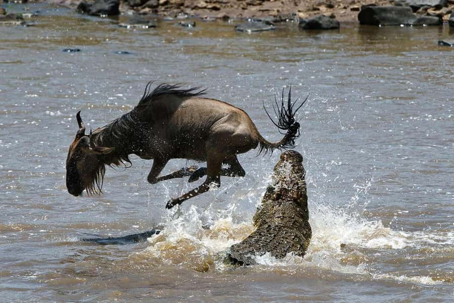Masai Mara: 3-Day Group Joining Safari by Land Cruiser - Day 2 full-day Mara searching: Big Five focus and Mara River crossings