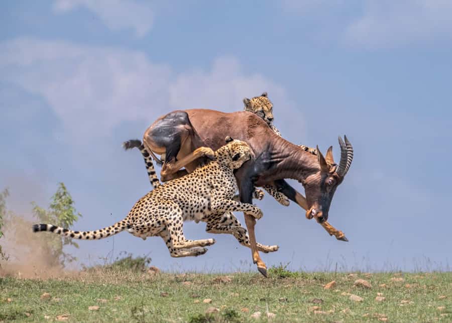 Masai Mara: 3-Day Group Joining Safari by Land Cruiser - Day 3 sunrise, optional Maasai village visit, and return to Nairobi