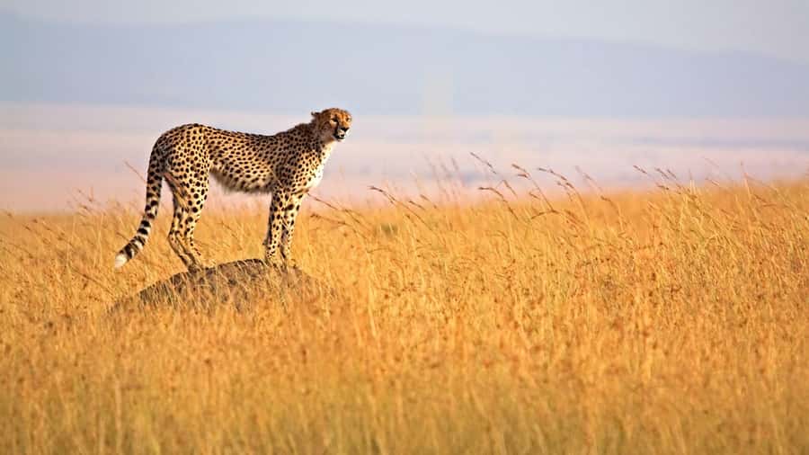 Masai Mara: 3-Day Group Joining Safari by Land Cruiser - Who should book this Masai Mara joining safari, and who should skip it