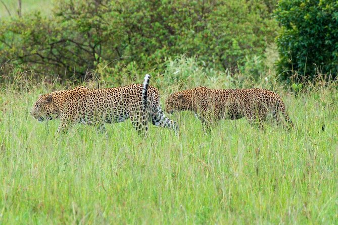 Masai Mara 3 Day Safari | Private 4WD Jeep Tour - Key Highlights You Should Know Before You Go