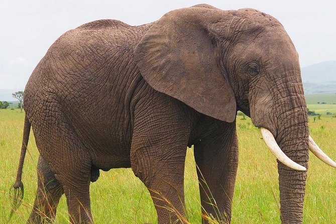 Masai Mara 3 Day Safari | Private 4WD Jeep Tour - Day 3: Mara to Nairobi, Longonot Views, and Kiambethu Tea Farm Stop