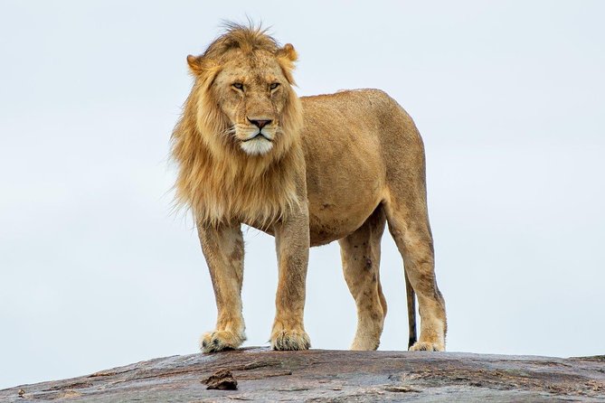 Masai Mara 3 Day Safari | Private 4WD Jeep Tour - What the Included Meals and Schedule Mean for Your Day-to-Day