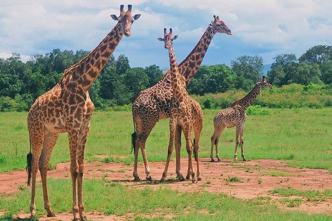 Masai Mara 3 Day Safari | Private 4WD Jeep Tour - Best Timing: Great Migration Months and Weather Reality