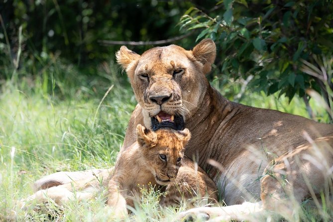 Masai Mara 3 Day Safari | Private 4WD Jeep Tour - Day 2: Early Starts, Unlimited Game Drives, and the Big Five Search