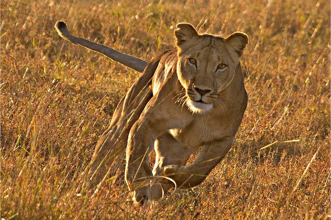 Masai Mara 3 Days Luxury Tented Safari - Day 1 in Masai Mara: reaching for lunch, then a lion-focused game drive