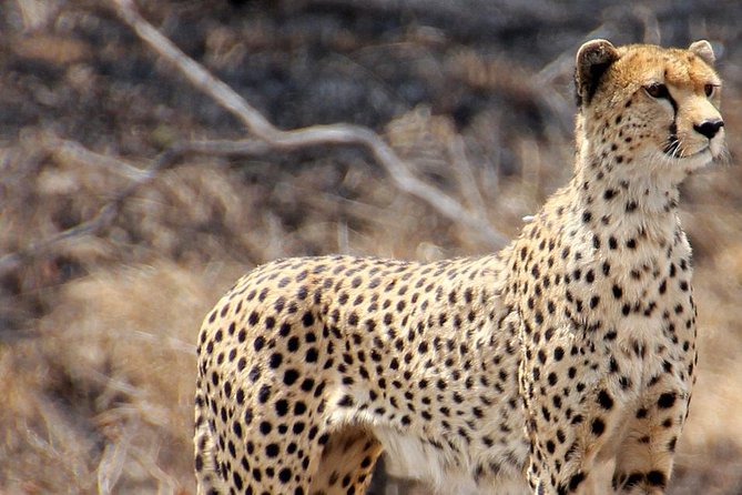 Masai Mara 3 Days Luxury Tented Safari - Camp comfort and meals: why all-inclusive matters on safari days
