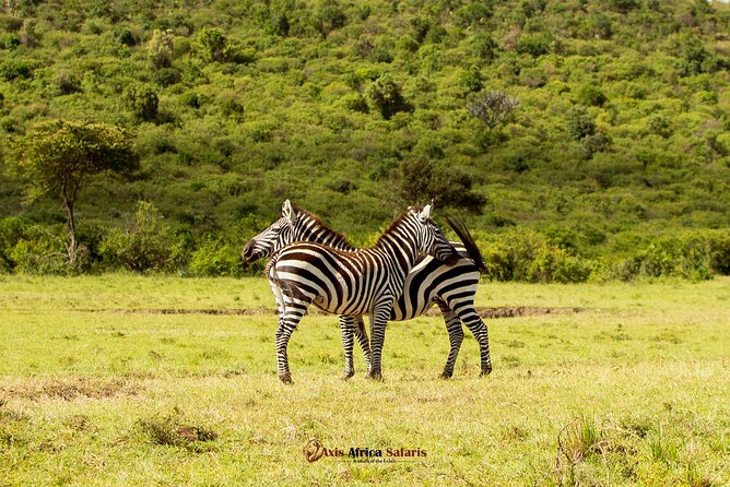 Masai Mara 3 Days Tour Safari Private 4WD Landcruiser - Accommodation at Lenchada Tented Camp: Practical Comfort After Long Drives