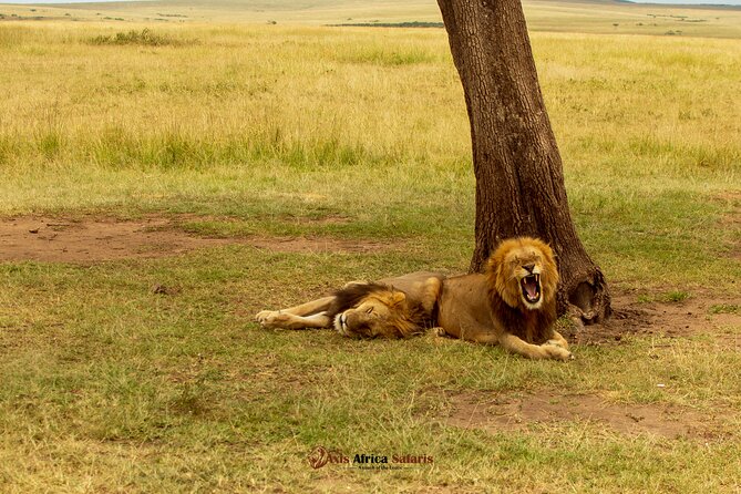 Masai Mara 3 Days Tour Safari Private 4WD Landcruiser - The Optional Maasai Village Visit: A Value Check Before You Say Yes