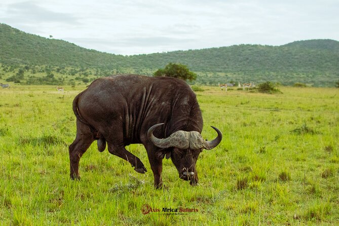 Masai Mara 3 Days Tour Safari Private 4WD Landcruiser - Day 2 Full Mara Day With Mara River Lunch and Optional Village Time