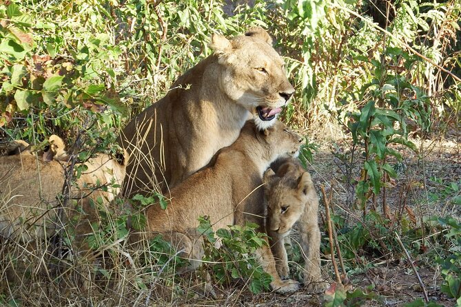 Masai Mara 3Days Safari Adventure - Why a 3-day Maasai Mara safari works so well from Nairobi