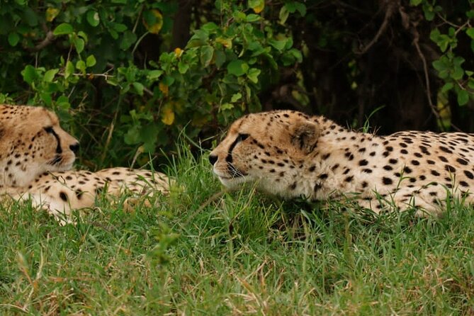 Masai Mara 3Days Safari Adventure - Day 2: Mara River scenery, full-day drives, and the Great Migration window
