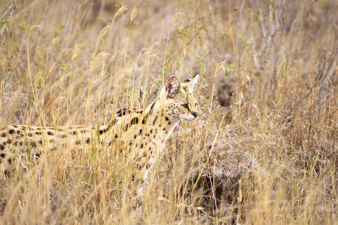 Masai Mara 3Days Safari Adventure - Day 3 back toward Nairobi, plus Mt. Longonot and optional detours