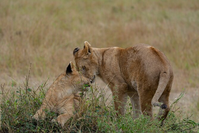 Masai Mara 3Days Safari Adventure - The safari vehicle: why the pop-up roof matters on real game drives
