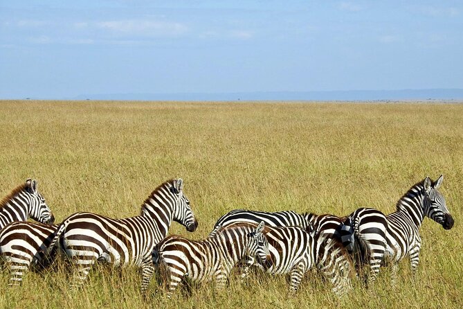 Masai Mara 3Days Safari Adventure - Guides, scouting skills, and what you can learn from guide names guests remember