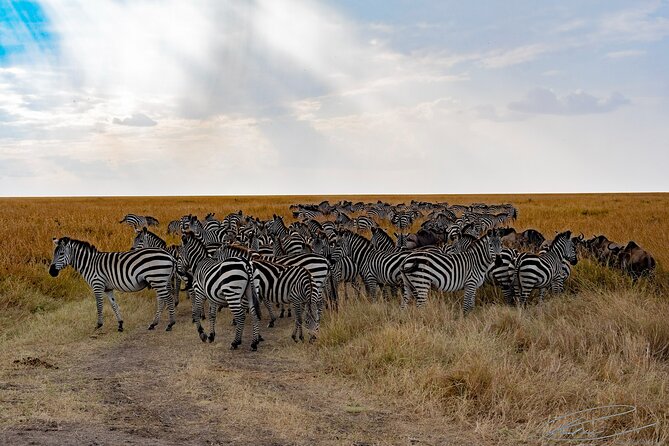 Masai Mara 3Days Safari Adventure - What the included meals really mean for your comfort