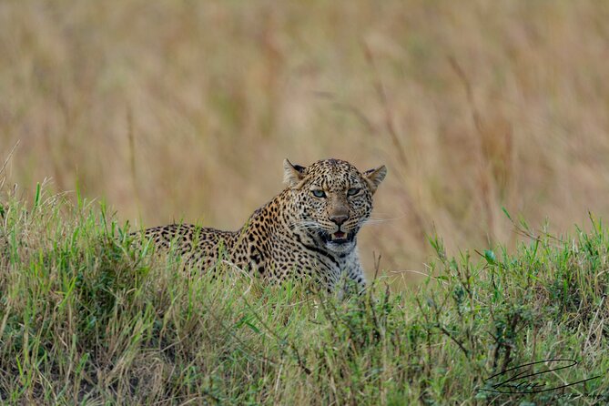 Masai Mara 3Days Safari Adventure - Price and value: what $665 usually covers, and what to budget