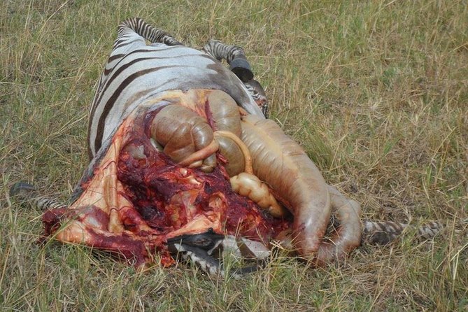 Masai Mara Budget 2 nights tented camp road Safari - Kenya-to-Masai Mara, the road trip that starts your safari