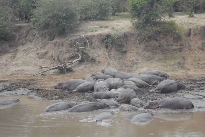 Masai Mara Budget 2 nights tented camp road Safari - Private safari setup, vehicle comfort, and why it affects your experience