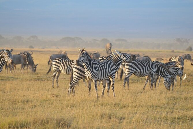 Masai Mara classic safari with optional Masai Village - Inside Maasai Mara: what to look for, and why cats matter