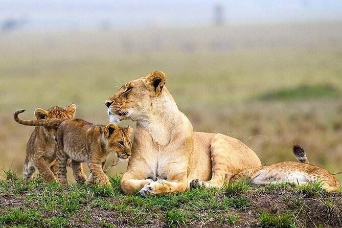 Masai Mara classic safari with optional Masai Village - Your lodge base: Mara Sopa Lodge and what “2 nights included” means