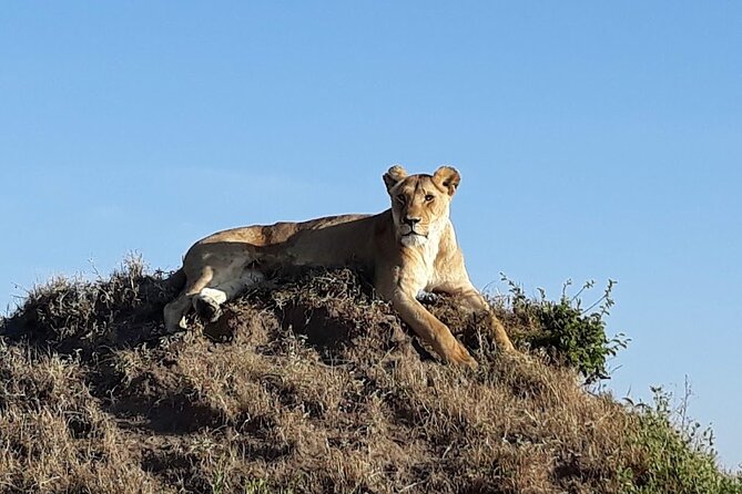 Masai Mara classic safari with optional Masai Village - Optional Masai Village: cultural time that costs extra, so choose it wisely